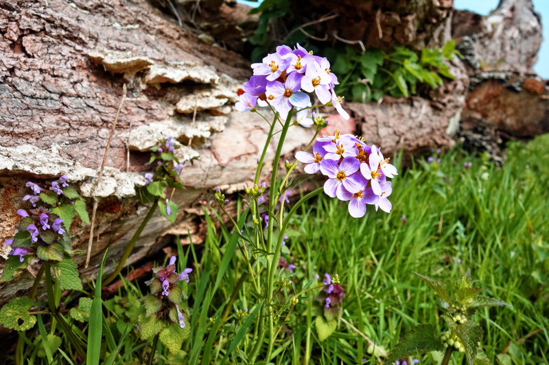 fragility, meadow, flower head, 5K, inflorescence, field, april, plant part, purple, outdoors, flower, vulnerability, freshness, no people, close-up, ladys smock