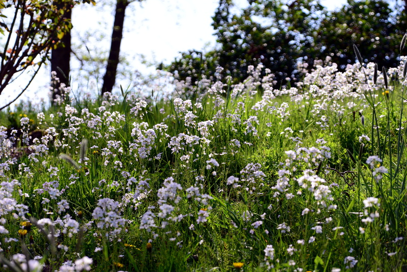 tranquility, land, day, brassicaceae, nature, bloom, cuckoo flower, flower, fragility, no people, white color, tender, flowering plant, plant, freshness