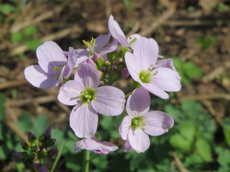 cuckooflower, growth, blossom, purple, cardamine pratensis, close-up, flora, wildflower, macro, no people, beauty in nature, vulnerability, flower head