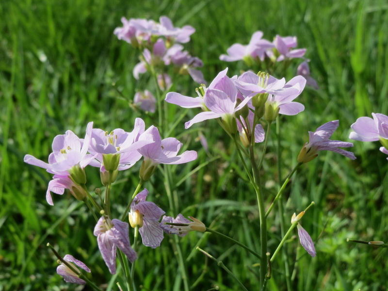 wildflower, vulnerability, petal, plant, flowering plant, growth, flora, close-up, cuckooflower, fragility, day, focus on foreground, beauty in nature