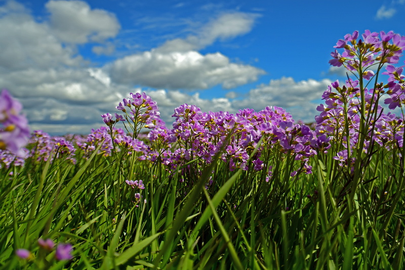 flowering plant, flower, cardamine, 5K, land, Grassland, sky, purple, freshness, Meadow, beauty in nature, tranquility, no people, cloud - sky, field