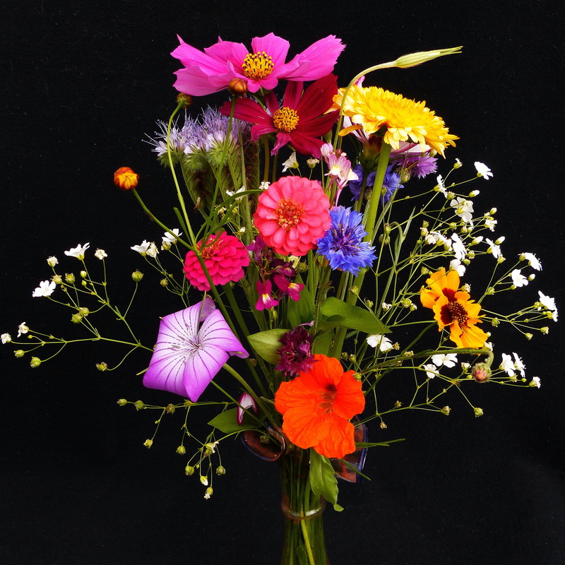 nasturtium, flower head, brown Pansy, cardamine, mädchenauge, freshness, flowering plant, 2K, petal, yellow, pointed bouquet, plant stem, brown, flower