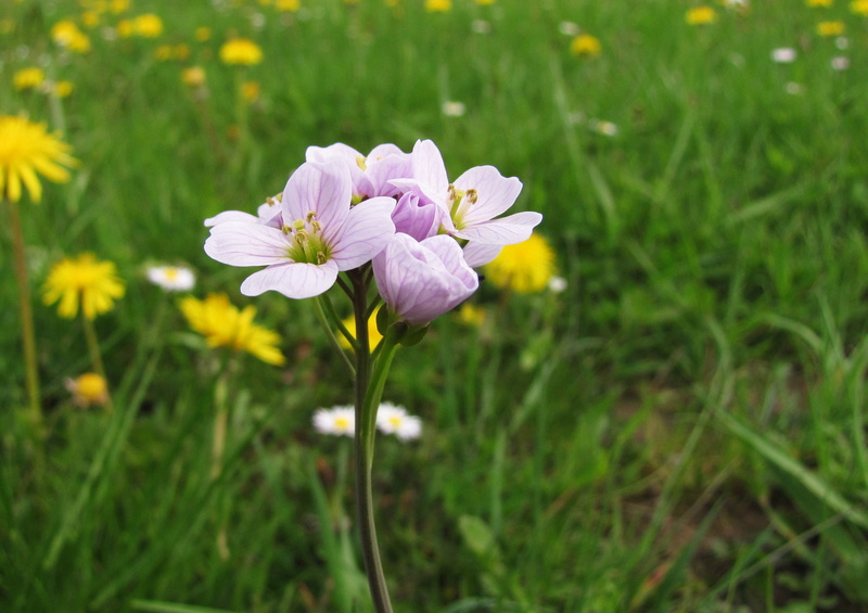 inflorescence, focus on foreground, flower head, tender, beauty in nature, close-up, spring, plant, flower, pink color, petal, freshness, flowering plant