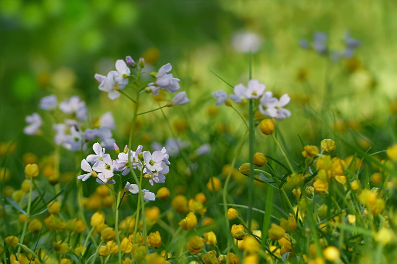 close-up, shallow, white, vulnerability, outdoors, alternative medicine, 2K, nature, petal, freshness, springtime, green color, smock, card amines pratensis
