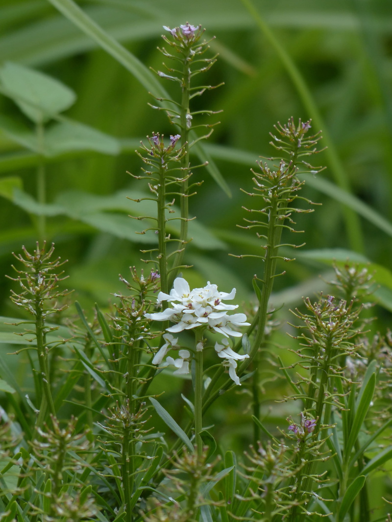 cruciferous plant, plant part, thlaspi arvense, focus on foreground, field täschelkraut, close-up, day, plant, flowering plant, acker lysimachia nummularia