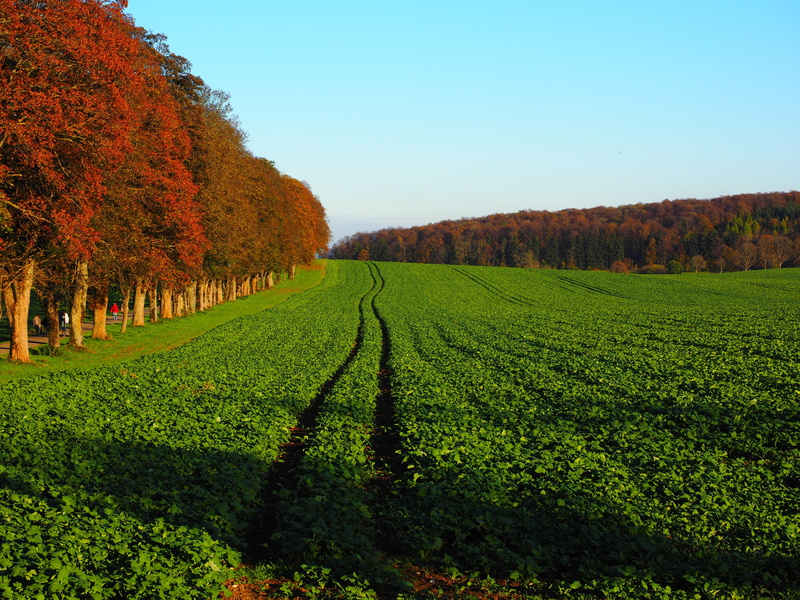 4K, reps, nature, winemaking, lewat, field, plant, tree, beauty in nature, outdoors, oilseed rape, no people, green color, day, green manure, brassicaceae