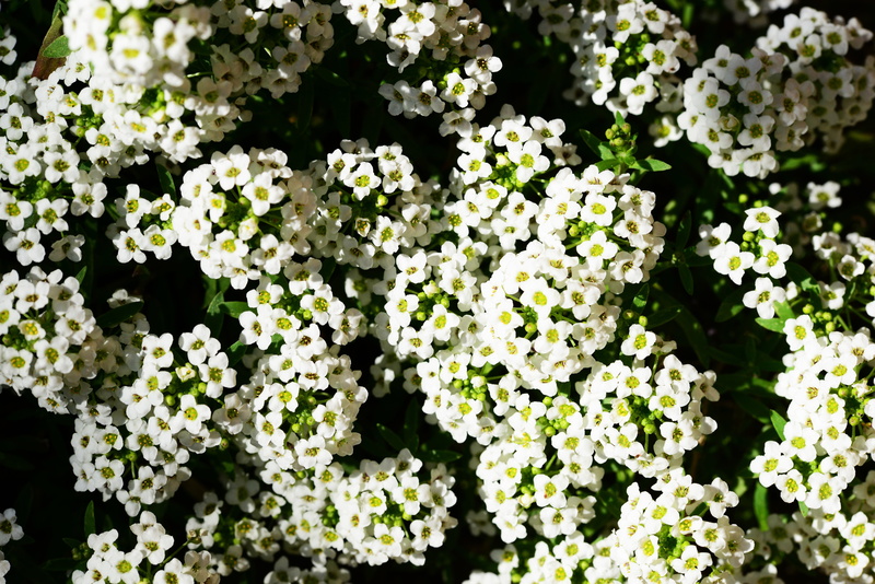 green color, botany, inflorescence, detail, petal, high angle view, springtime, white color, flower head, little dorrit, cottage garden, no people, flowering plant