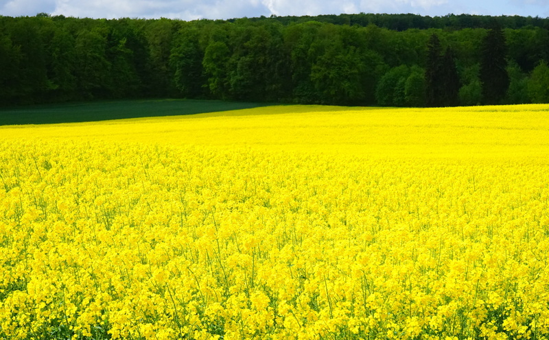 Nature, flowerbed, springtime, Plant, fieldofrapeseeds, growth, field, Spring, Seasons, environment, brassicaceae, Blossoms, tree, fieldofflowers, rapeseed