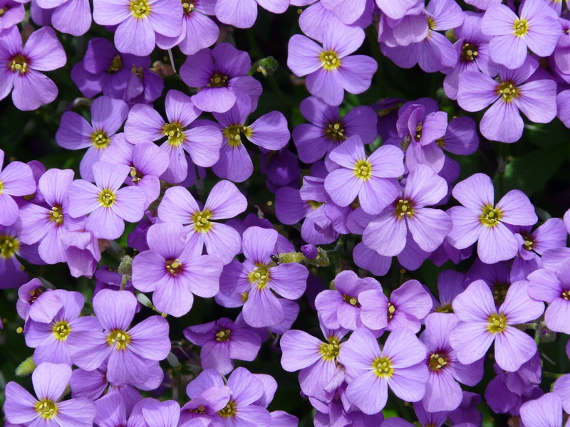 freshness, close-up, botany, cruciferous plant, springtime, flower, full frame, brassicaceae, high angle view, bunch of flowers, flowering plant, 2K, blue
