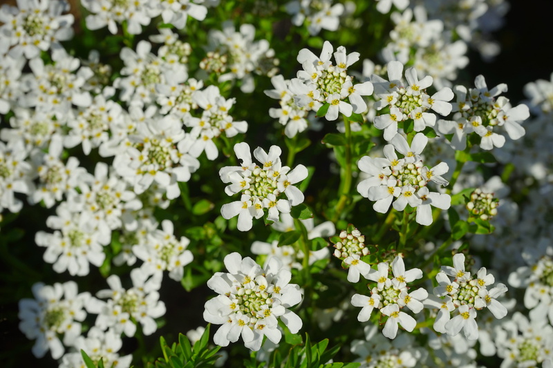 White, flower, Candytuft, plant, inflorescence, petal, nature, freshness, Evergreen, iberis sempervirens, flowerbed, selective focus, beauty in nature