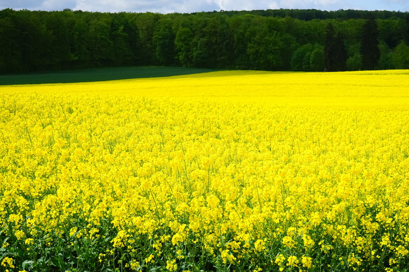 field of rapeseeds, agriculture, lewat, rural scene, brassicaceae, plant, rape blossoms, field of flowers, abundance, flowerbed, rape blossom, crop, cruciferous plant