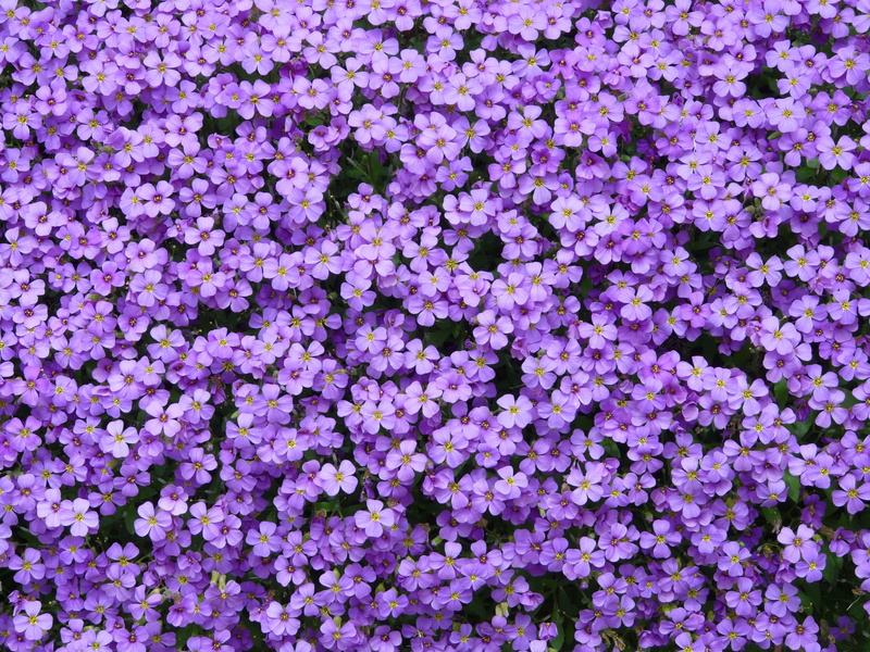 greek blue pillow, stone garden, outdoors, blue pillow, nature, full frame, ornamental plants, ornamental plant, spring, aubrieta, freshness, cruciferous plant