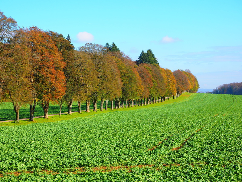 growth, season, beauty In Nature, non-Urban Scene, grass, green Color, meadow, environment, agriculture, Arable, brassica napus, oilseed rape, nature, crop