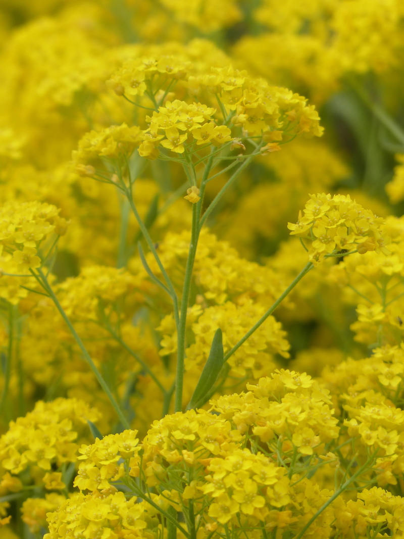 close-up, golden yellow, marigold, agriculture, oilseed Rape, stone herb, cruciferous plant, aurinia saxatilis, rock steinkraut, flower, Stone, vulnerability