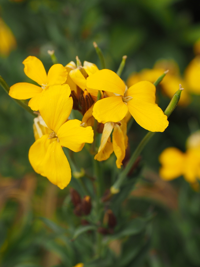 yellow viole, ornamental plant, bloom, gelfyoln, stammanaegeli, vioendli, veiali, focus on foreground, yellow incana, church, fijnelken, close-up, 4K