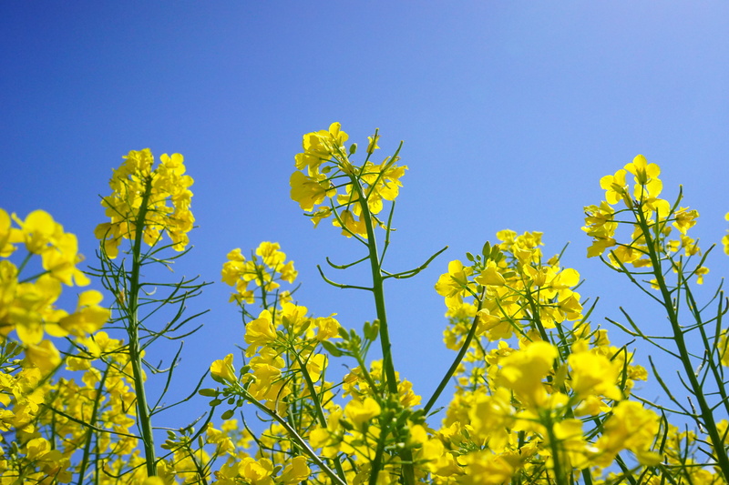 rape blossoms, oilseed rape plants, oilseed rape, growth, flowers, close-up, cruciferous plant, low angle view, rape blossom, 5K, freshness, nature, inflorescence