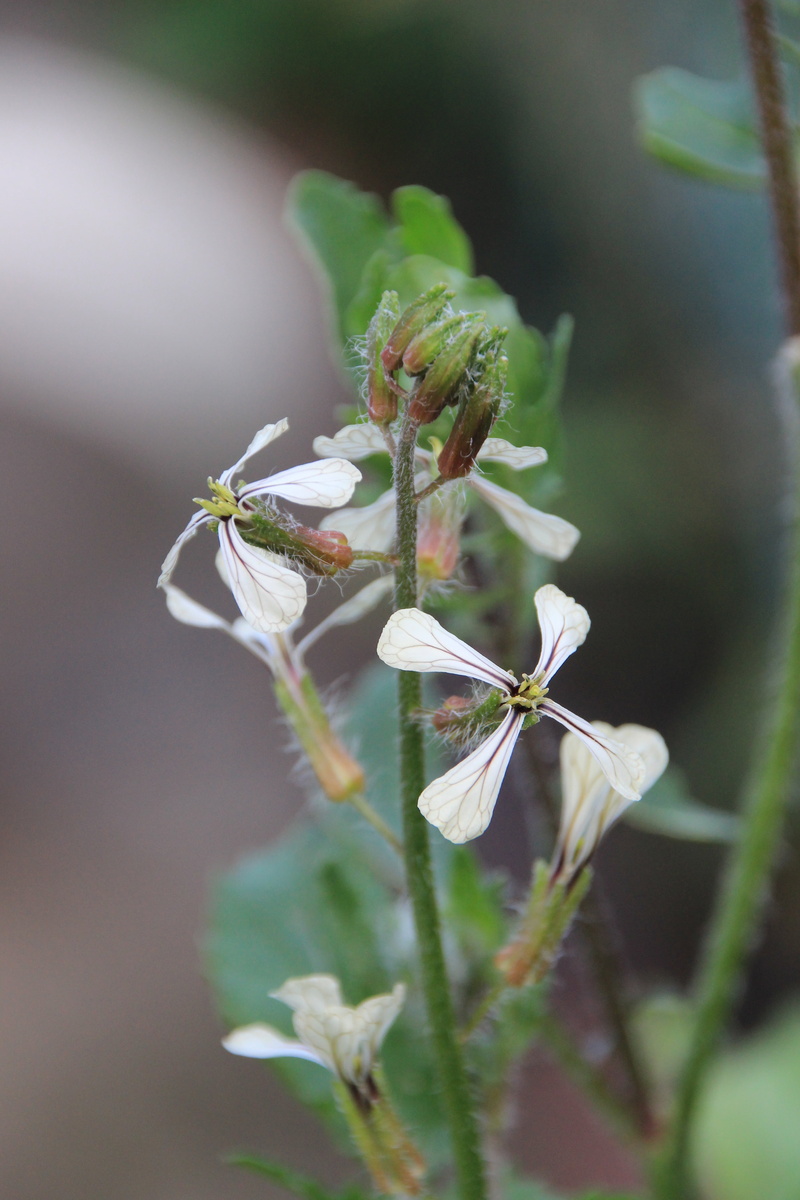 leaf, flowers, flowering plant, flower head, no people, invertebrate, green color, flower, close-up, brassicaceae, fragility, freshness, plant part, day
