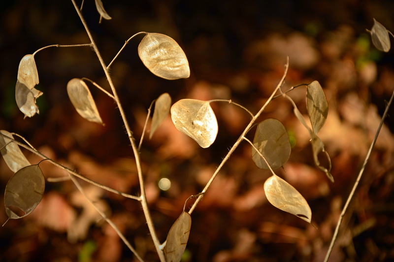 honesty, plant, judas schilling, beauty in nature, growth, autumn, shine, tree, 5K, silver leaf, food, silver valley, lunaria, silberling, winter, dry