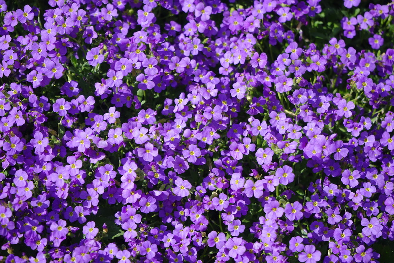spring, cruciferous plant, flowerbed, stone garden, growth, flowers, colorful, flower head, petal, flowering plant, cruciferae, blue pillow, plant, color