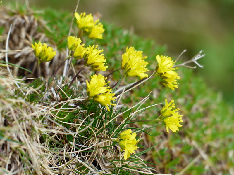outdoors, Whitlow, bloom, Evergreen, day, 4K, yellow, brassicaceae, plant, alpine plant, flowering plant, fragility, freshness, growth, focus on foreground