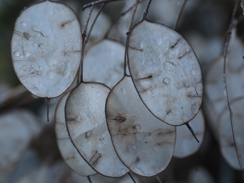 lunaria annua, nature, outdoors, Lunaria, judas schilling, horticultural silver leaf, Silver Leaf, close-up, silver, brassicaceae, focus on foreground