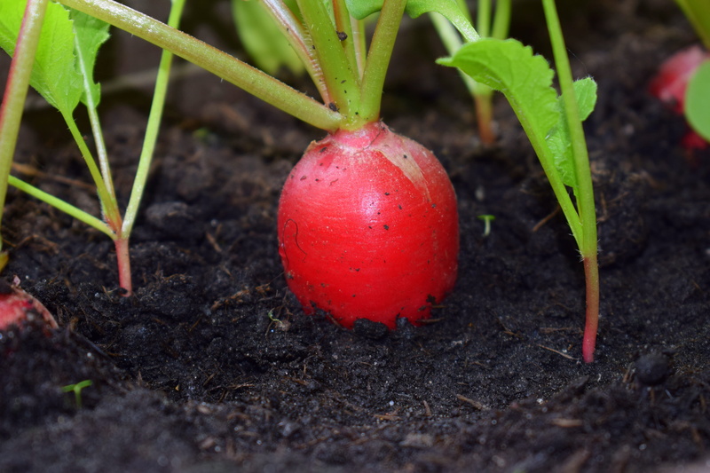 gardening, no people, red, growth, food and drink, leaf, delicious, root, agriculture, food, freshness, healthy eating, fruit, brassicaceae, fresh, eat