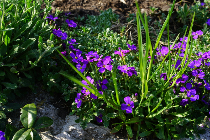 dark purple, aubrieta, brassicaceae, flower, aubrietien, cruciferous plant, close-up, flower head, no people, nature, 8K, high angle view, green color