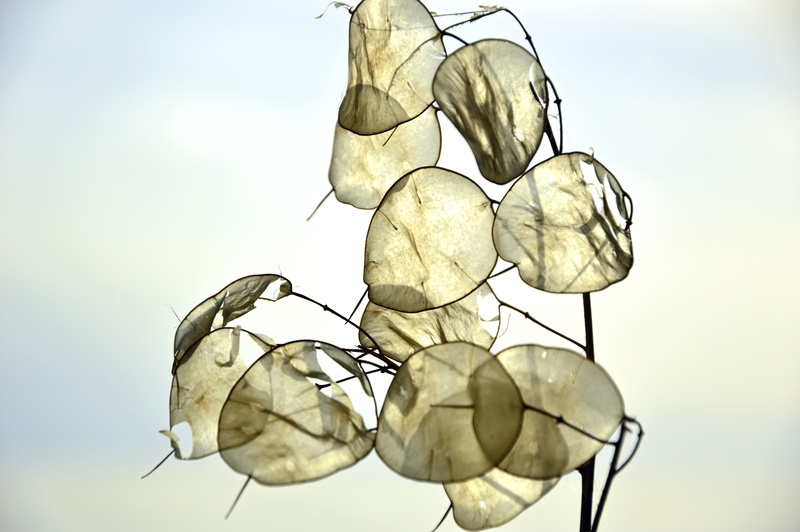 low angle view, silver leaf, fragility, silver valley, day, dry, nature, honesty, leaves, trockenblume, brassicaceae, studio shot, cruciferous plant, vulnerability