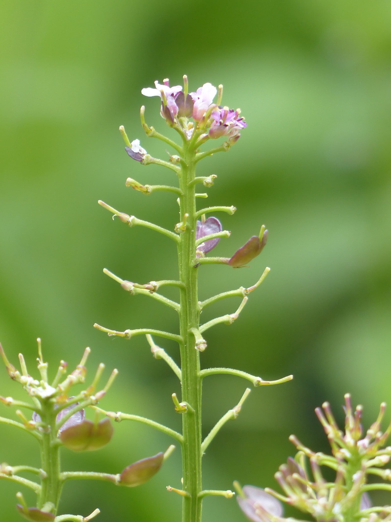 pink, field hellerkraut, ackertaeschel, schoetchenpflanze, pepper plant, brassicaceae, acker lysimachia nummularia, nature, bud, cruciferous plant, tranquility