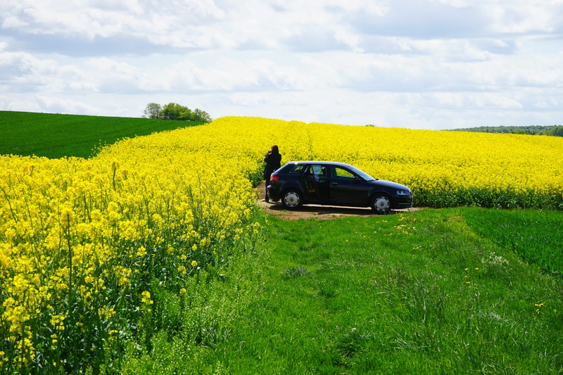 land vehicle, cruciferous plant, spring, brassicaceae, field, photographer, blütenmeer, nature, oilseed rape plants, crops, yellow, growth, plant, outdoors