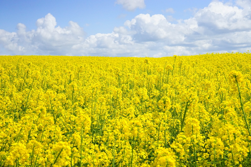 field of flowers, brassicaceae, oilseed rape plants, petaled, cruciferous plant, yellow, summer, flower, environment, agriculture, blütenmeer, tranquility