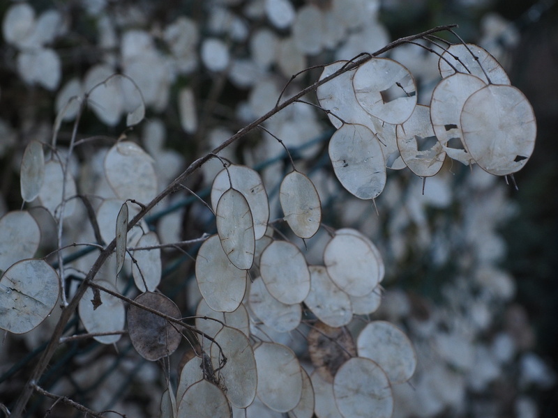 softness, winter, selective focus, leafed, fragility, garden lunaria, honesty, silberpfennig, 4K, focus on foreground, day, silver valley, tranquility