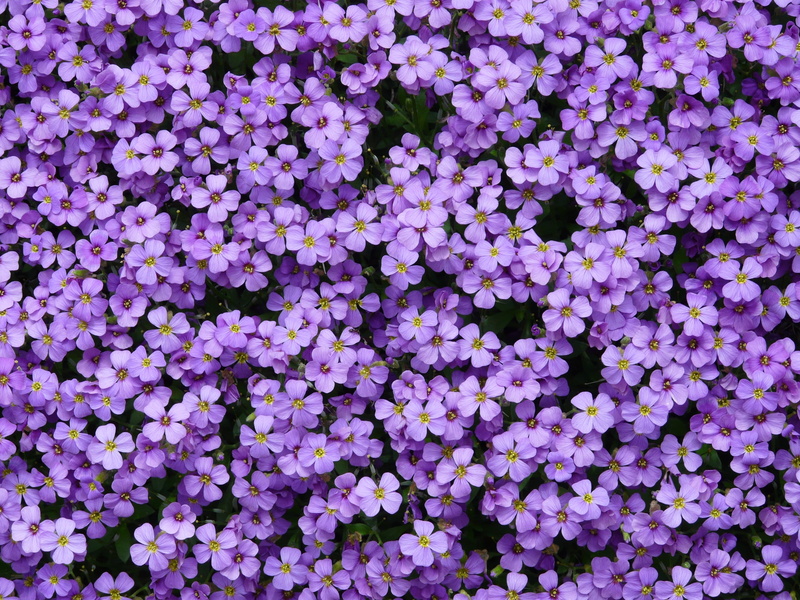 aubrieta, ornamental plants, ground cover, backgrounds, growth, colorful, vulnerability, outdoors, greek blue pillow, purple, flower, inflorescence, stone garden
