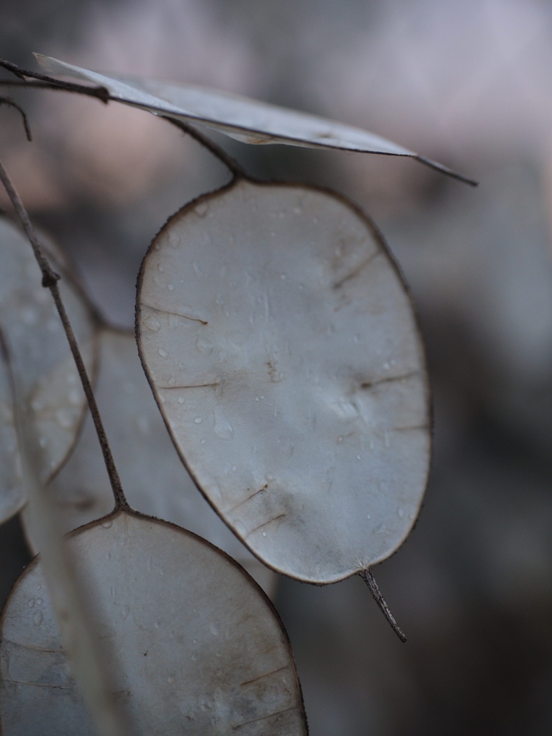 cold temperature, day, silberling, frozen, silver leaf, vulnerability, winter, fragility, garden lunaria, one year silver leaf, judas pfennig, lunaria annua