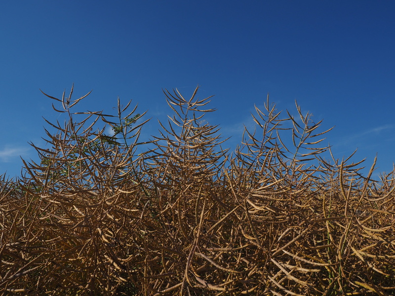 oilseed, day, land, beauty in nature, growth, outdoors, non-urban scene, Oilseed Rape, rape, low angle view, blue, brassicaceae, crop, nature, rapeseeds
