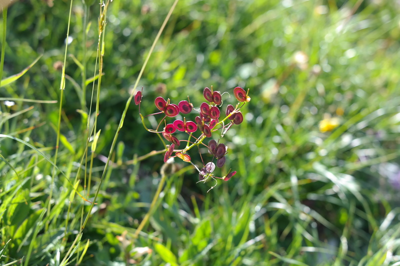 day, close-up, tranquility, plant, biscutella, red, flower, outdoors, mountain flower, fragility, biscutella laevigata, brassicaceae, leaf, alpine altitude level