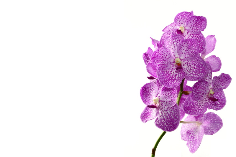 fragility, flower, garden, white background, flower head, gentle, orchis, orchid, 5K, purple, vulnerability, nature, petal, inflorescence, copy space