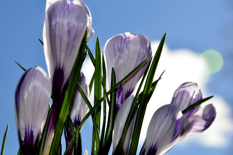 closeup, crocus, garden, fragility, freshness, iris - plant, day, close-up, flowering plant, krokus, flowers, flower head, growth, vulnerability, nature