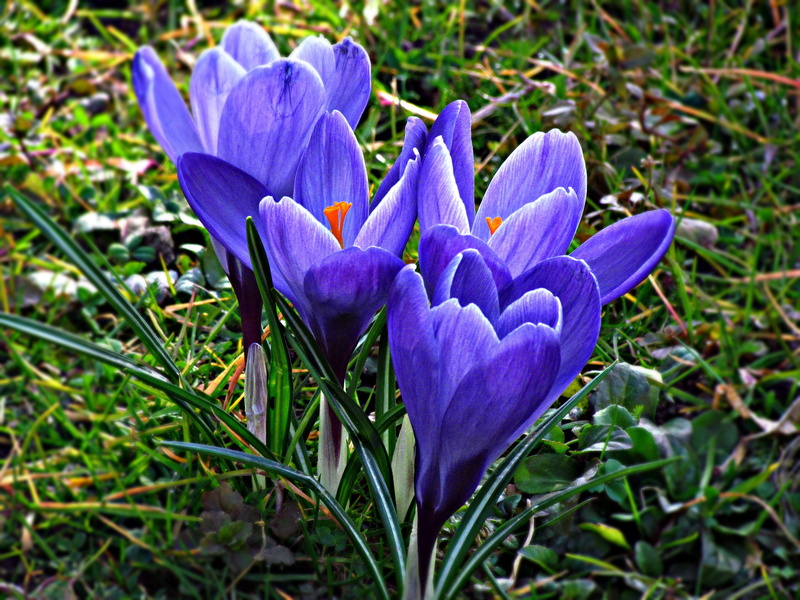 freshness, close-up, no people, flowering plant, beauty in nature, flower, day, iris, 4K, inflorescence, nature, fragility, gentle, petal, land, spring