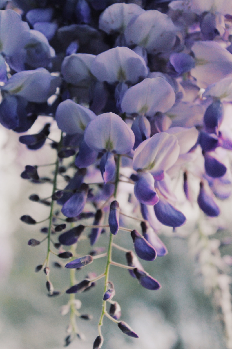 focus on foreground, violet, 5K, fragility, outdoors, blossom, lavender, flower head, purple, park, no people, spring, flowering plant, lupin, flowers