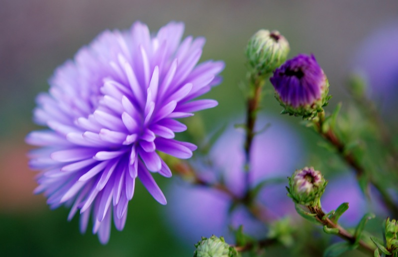 blossom, fragrant, flower Head, outdoors, decoration, bloom, bud, pink color, branch, macro, 2K, purple, inflorescence, plant, summer, bouquet, daytime
