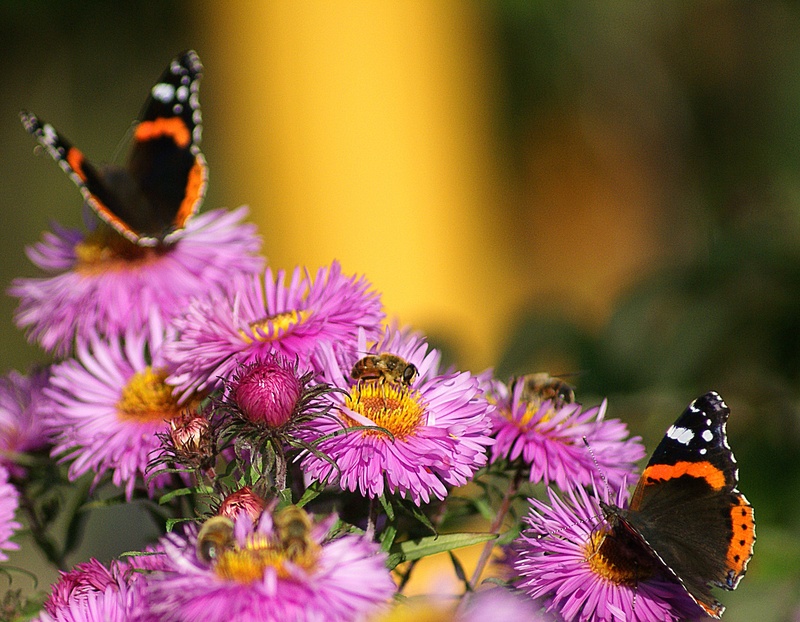 a flower garden, sharpness, plant, butterfly - insect, fair admiral, invertebrate, one animal, garden, no people, flowering plant, pollen, flower, fragility