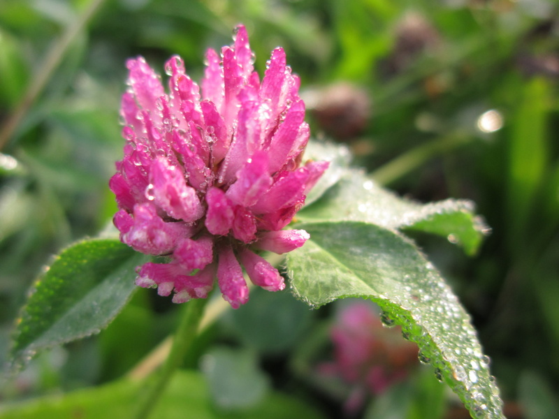 drip, leaf, springtime, 2K, flowering plant, frisch, pointed flower, flower, wild plant, pink color, purple, petal, Garden, raindrop, wet, purity, rain