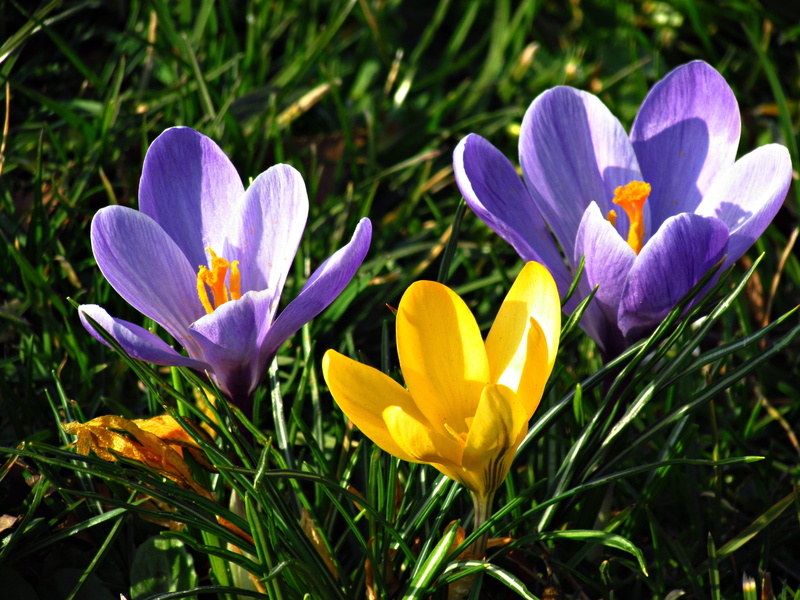 iris, flowers, no people, outdoors, meadow, close-up, violet, freshness, petal, inflorescence, 4K, yellow, fragility, land, nature, day, growth, gentle