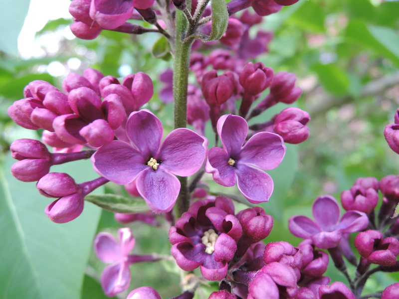 freshness, Lilac, outdoors, vulnerability, close-up, springtime, no people, foliage, pink, botany, Flowering Tree, tree, purple, inflorescence, vernal