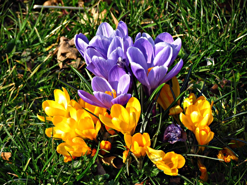 spring, purple, flower, crocus, fragility, iris, flowering plant, flowers, plant, vulnerability, land, meadow, close-up, no people, violet, petal, beauty in nature