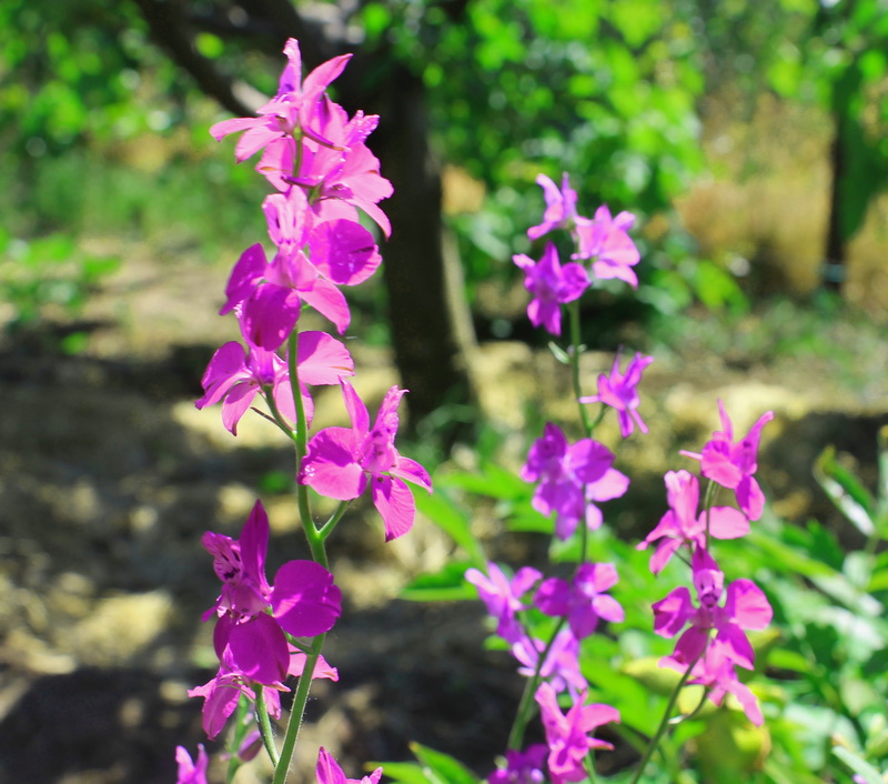 pink color, beauty in nature, greens, plant, botany, beautiful flowers, blossom, garden, closeup, purple, day, vegetable garden, sun, colorful, delicate flower