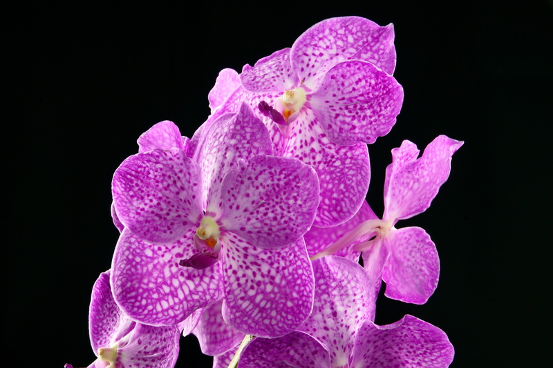 indoors, orchis, orchid, plant, no people, blooming, freshness, pollen, growth, flower head, violet, flower, fragility, gentle, inflorescence, garden, beauty in nature
