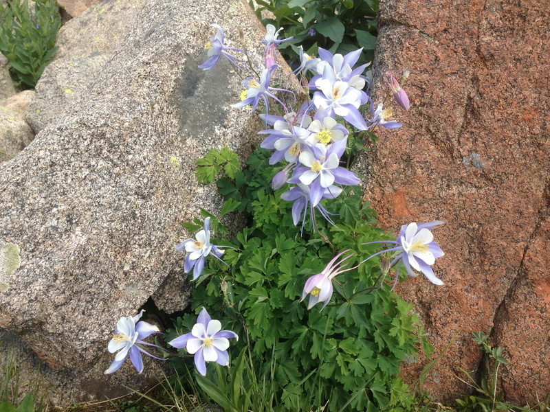 flowering plant, petal, vulnerability, garden, blooming, border, vibrant, outdoors, springtime, beauty in nature, gentle, plant, wildflower, agriculture