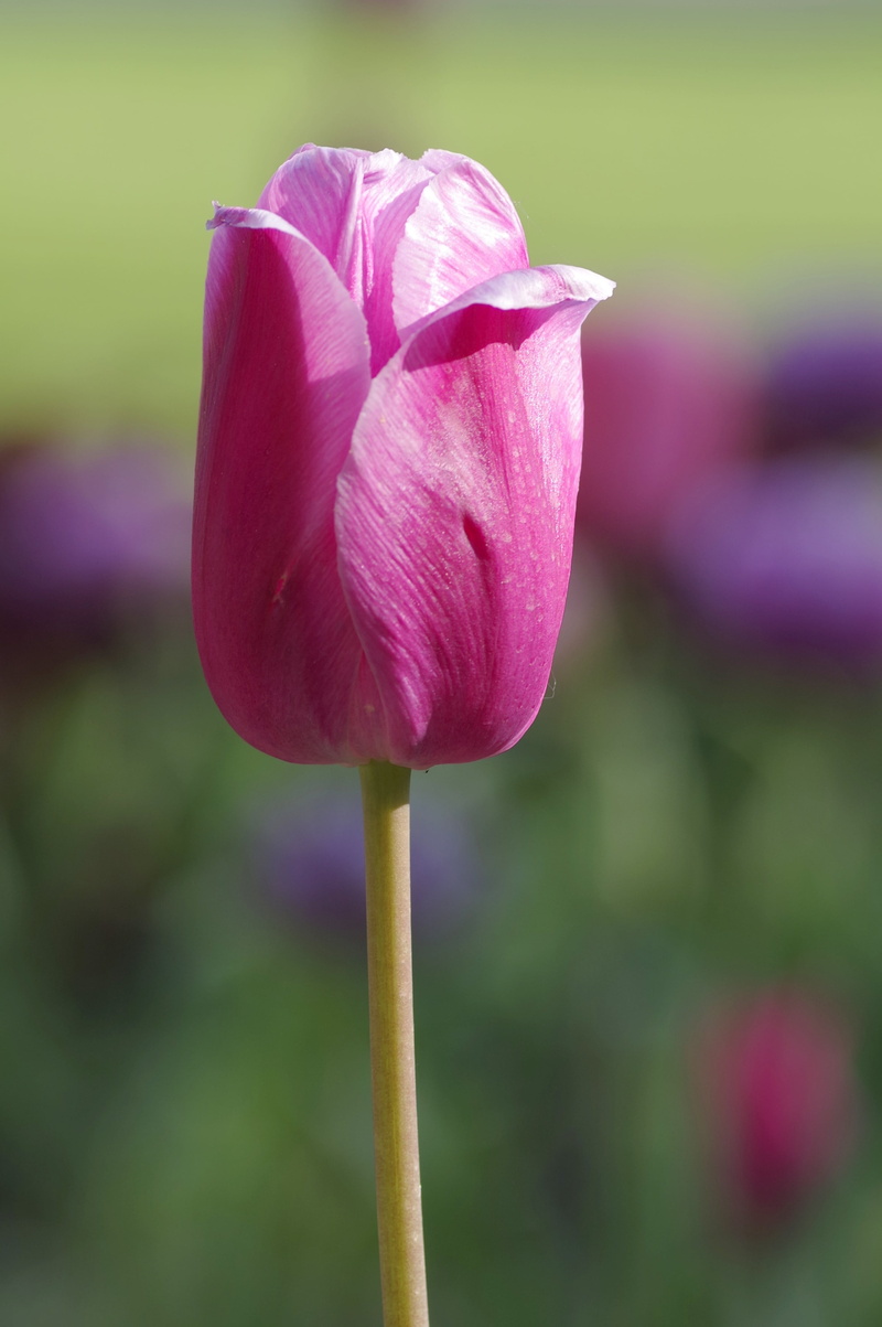 lotus water lily, 4K, park, inflorescence, closeup, beauty In Nature, flower, tulip, growth, no people, plant, garden, meadow, plant stem, outdoors, pink Color